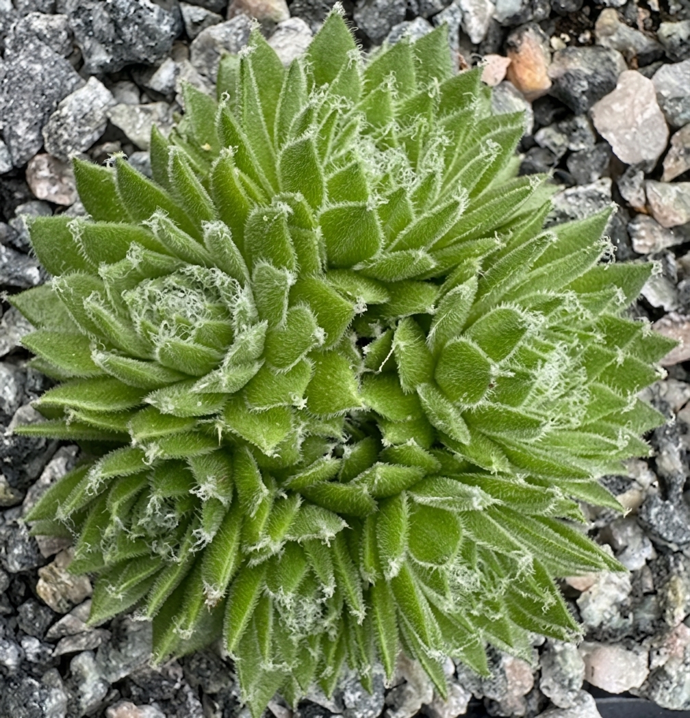 Sempervivum 'Whitening'